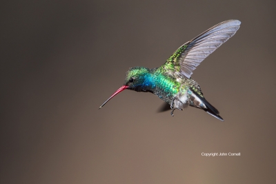 Broad-billed-Hummingbird;Cynanthus-latirostris;Flying-Bird;Hummingbird;Photograp